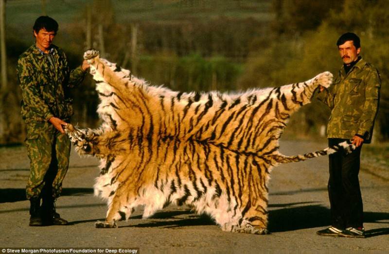 Brakonieriai išdidžiai pozuoja su Sibiro tigro kailiu.